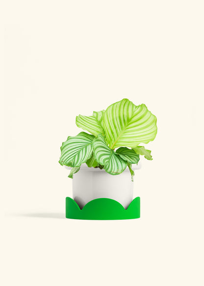 Orbit Peacock Plant in a 6 inches Fat Lip White Planter in a Shamrock Petal Drip Tray