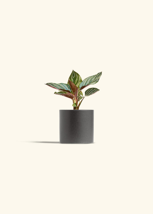 Pinstripe Calathea in a 4 inches Charcoal Classic Cylinder Planter 
