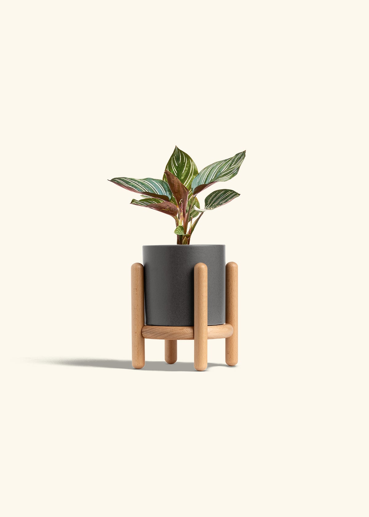 Pinstripe Calathea in a 4 inches Charcoal Classic Cylinder Planter in a Beech Wood Stand