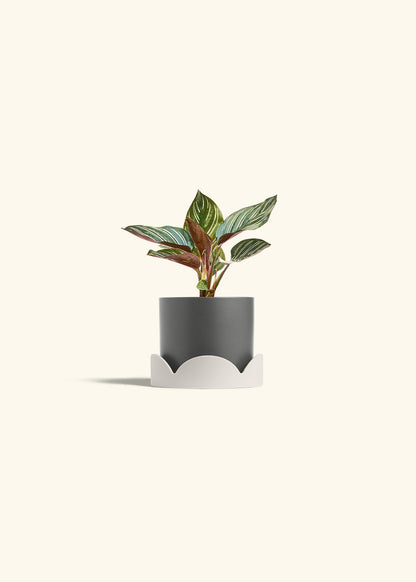 Pinstripe Calathea in a 4 inches Charcoal Classic Cylinder Planter in a Oat Petal Drip Tray