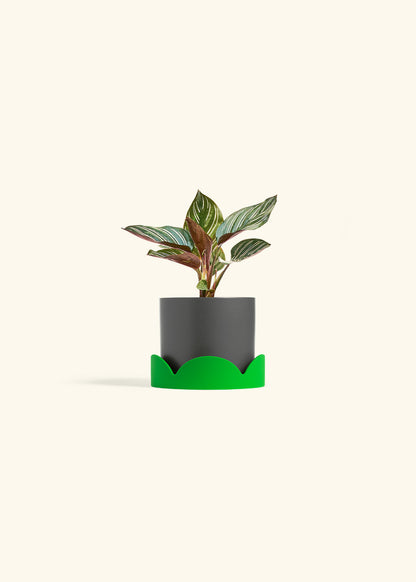 Pinstripe Calathea in a 4 inches Charcoal Classic Cylinder Planter in a Shamrock Petal Drip Tray