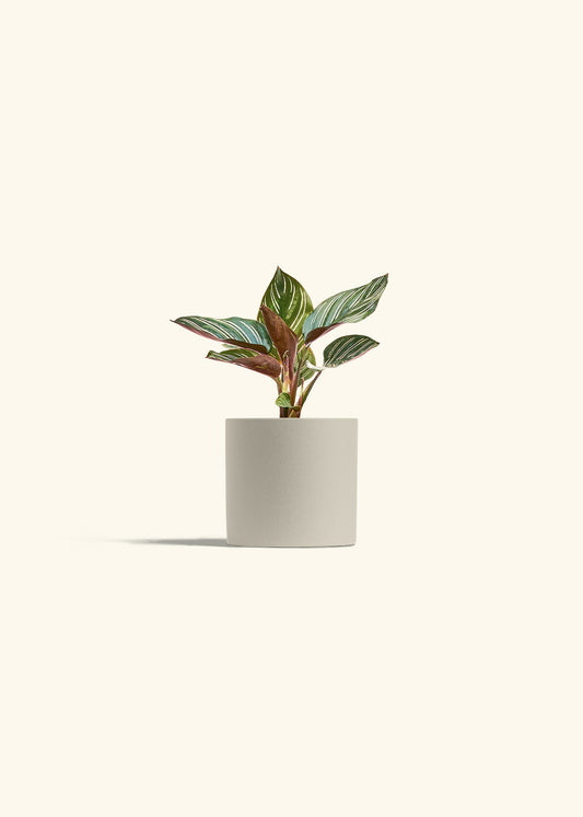 Pinstripe Calathea in a 4 inches Oat Classic Cylinder Planter 