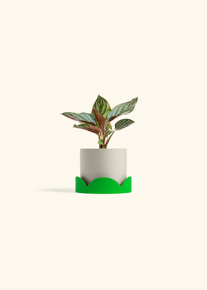 Pinstripe Calathea in a 4 inches Oat Classic Cylinder Planter in a Shamrock Petal Drip Tray