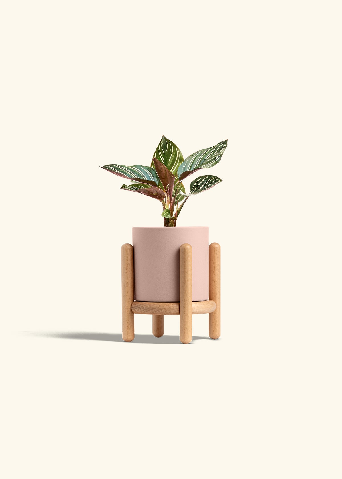 Pinstripe Calathea in a 4 inches Pink Classic Cylinder Planter in a Beech Wood Stand