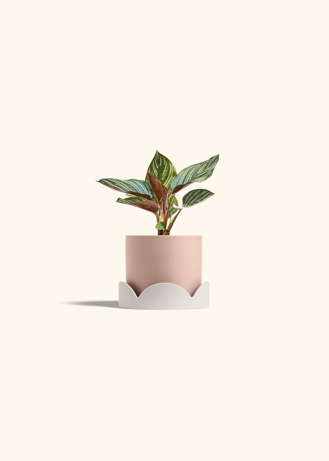 Pinstripe Calathea in a 4 inches Pink Classic Cylinder Planter in a Oat Petal Drip Tray