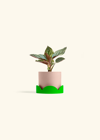 Pinstripe Calathea in a 4 inches Pink Classic Cylinder Planter in a Shamrock Petal Drip Tray