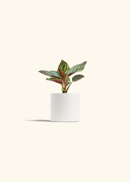 Pinstripe Calathea in a 4 inches White Classic Cylinder Planter 