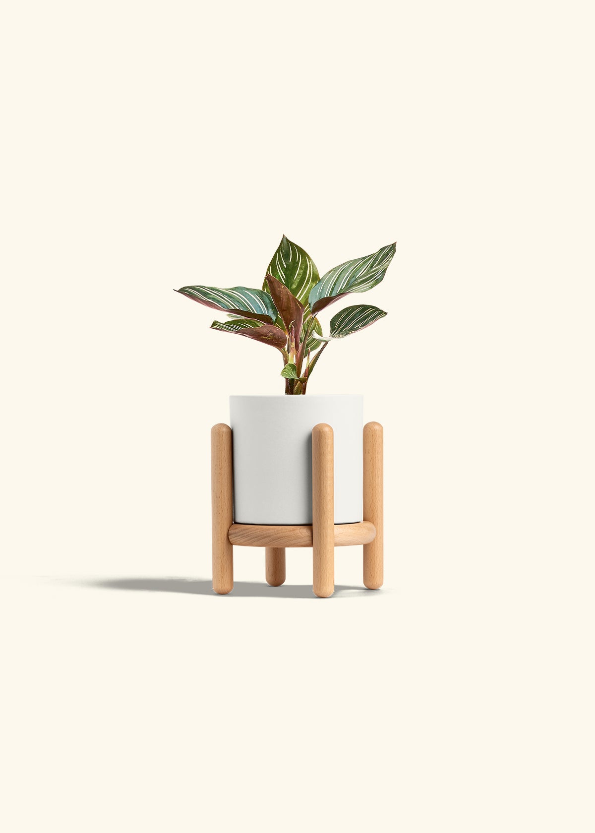 Pinstripe Calathea in a 4 inches White Classic Cylinder Planter in a Beech Wood Stand