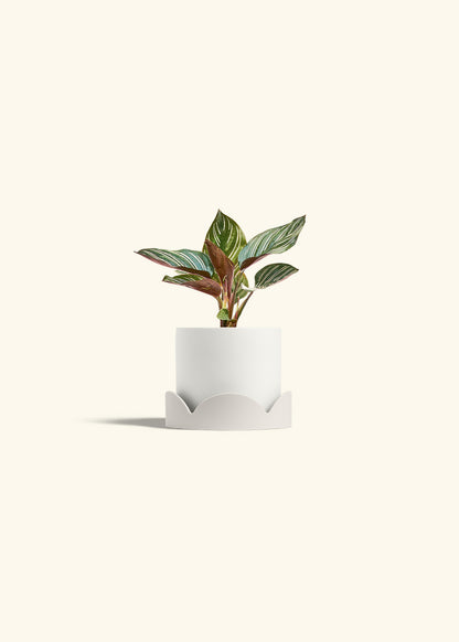 Pinstripe Calathea in a 4 inches White Classic Cylinder Planter in a Oat Petal Drip Tray