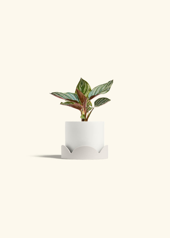 Pinstripe Calathea in a 4 inches White Classic Cylinder Planter in a Oat Petal Drip Tray