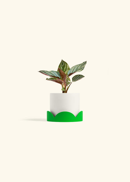 Pinstripe Calathea in a 4 inches White Classic Cylinder Planter in a Shamrock Petal Drip Tray