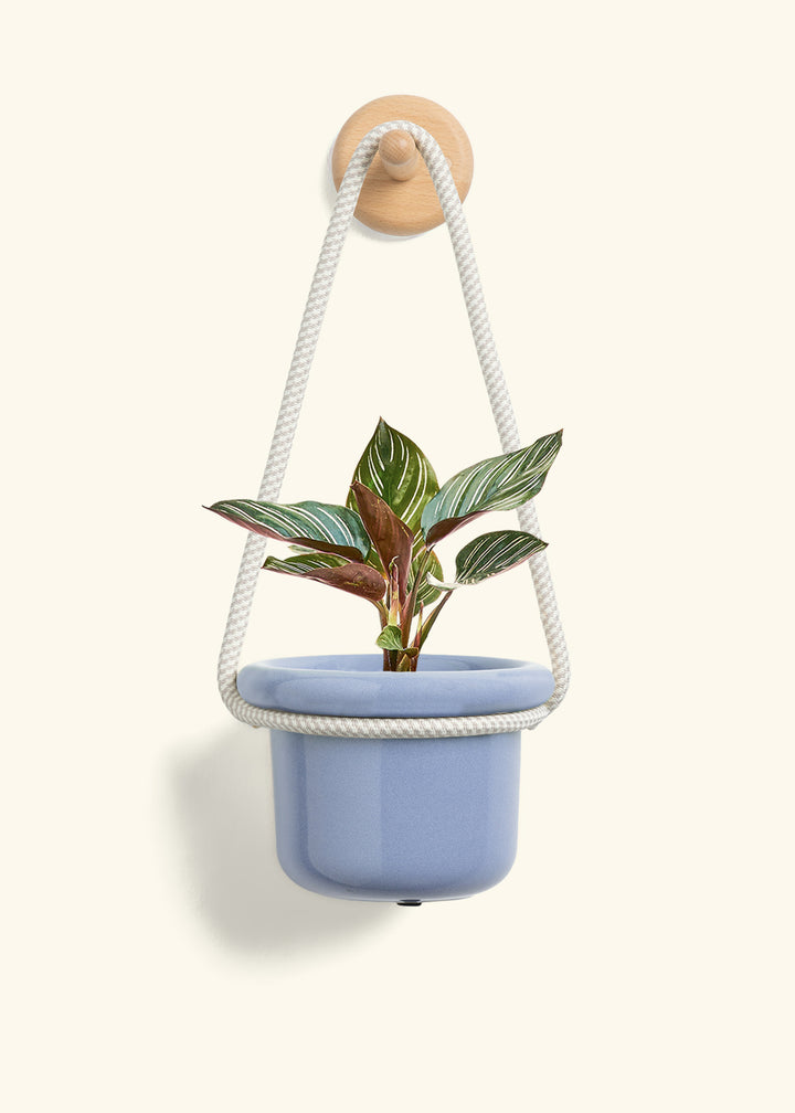 Calathea Pinstripe