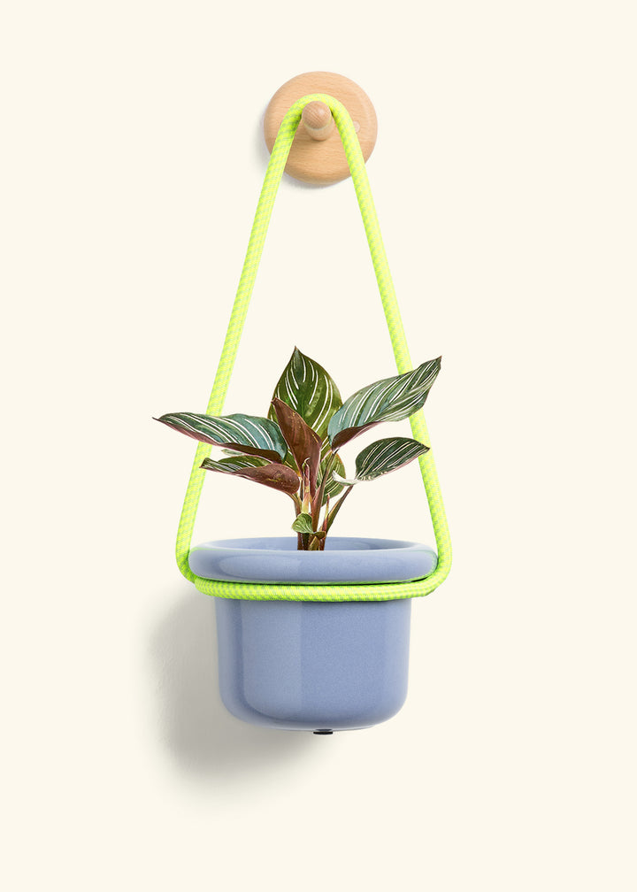 Calathea Pinstripe