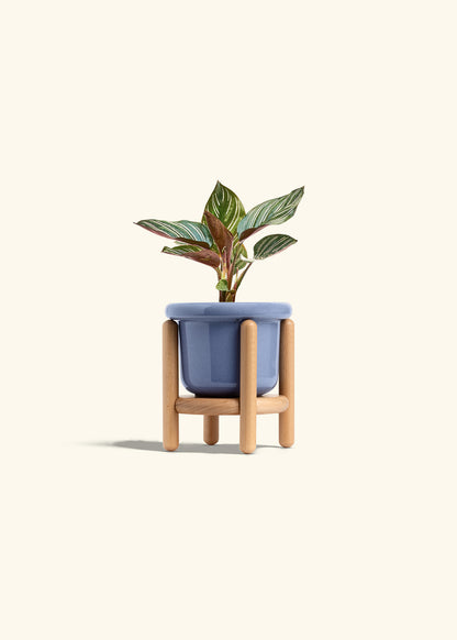 Pinstripe Calathea in a 4 inches Fat Lip Blue Planter in a Beech Wood Stand