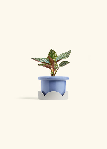 Pinstripe Calathea in a 4 inches Fat Lip Blue Planter in a Oat Petal Drip Tray