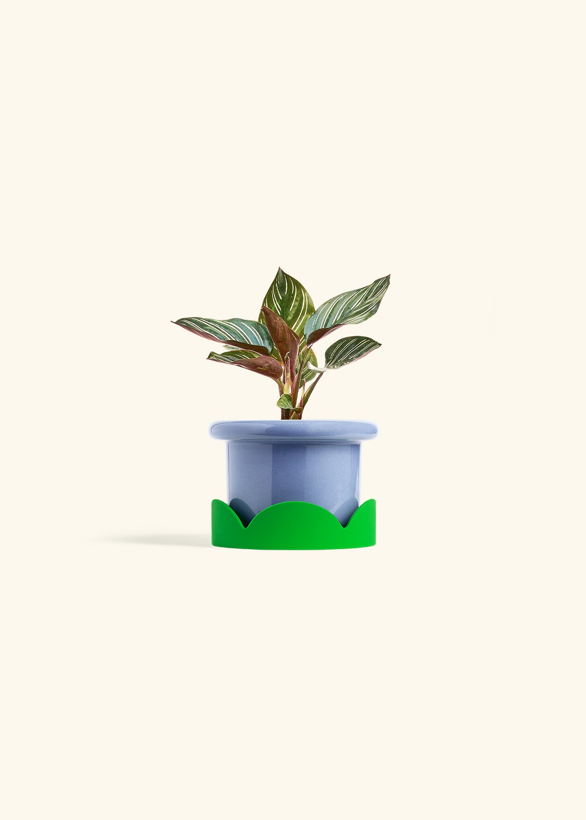 Pinstripe Calathea in a 4 inches Fat Lip Blue Planter in a Shamrock Petal Drip Tray