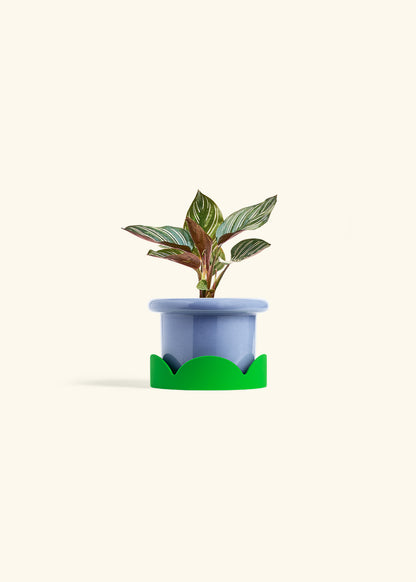 Pinstripe Calathea in a 4 inches Fat Lip Blue Planter in a Shamrock Petal Drip Tray