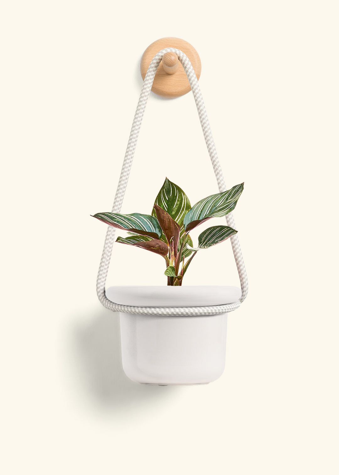 Calathea Pinstripe