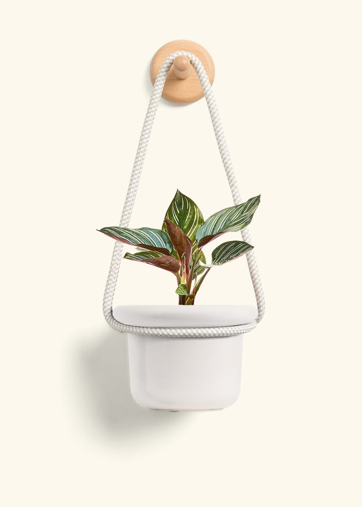 Calathea Pinstripe