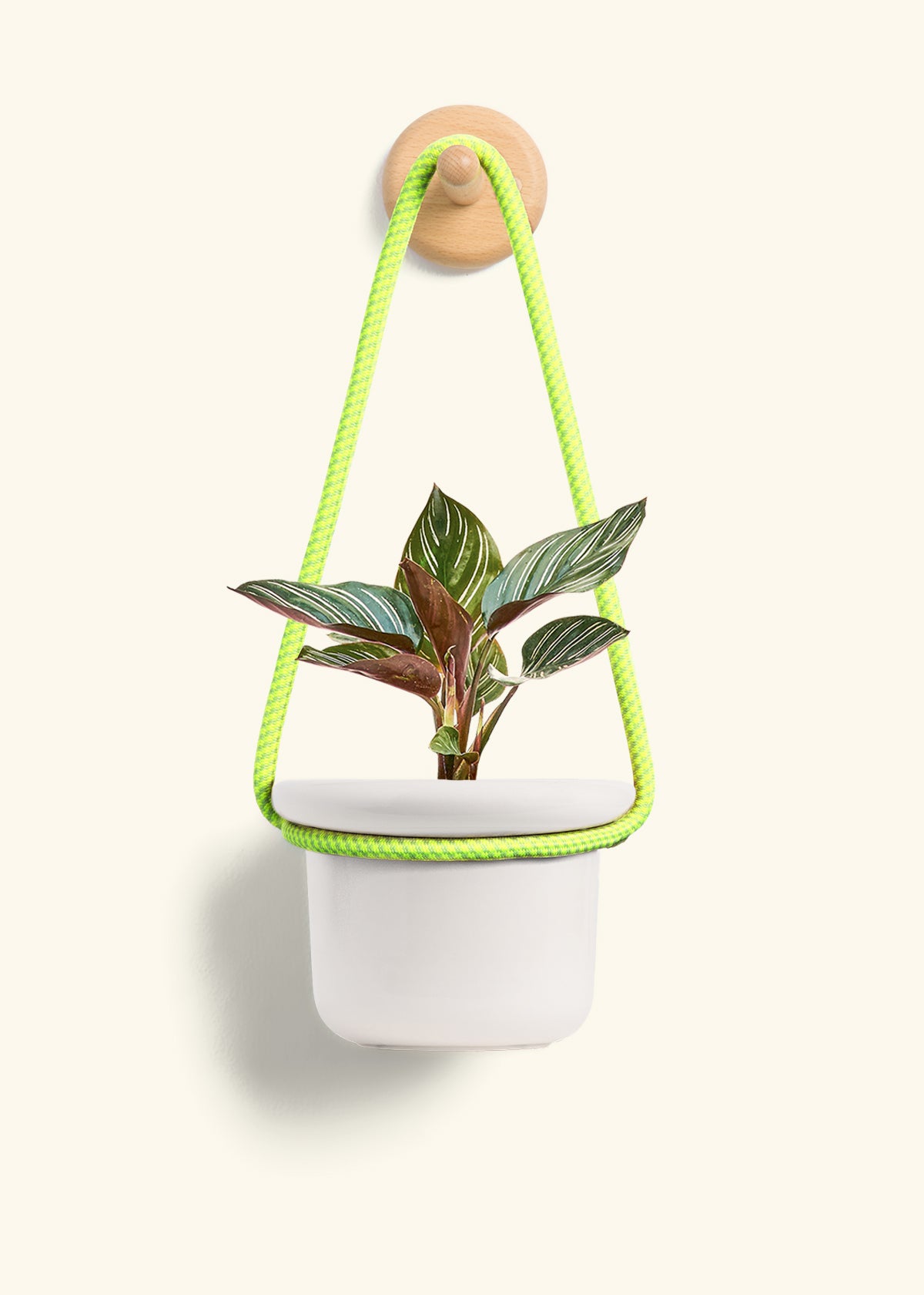 Calathea 'Pinstripe', Small