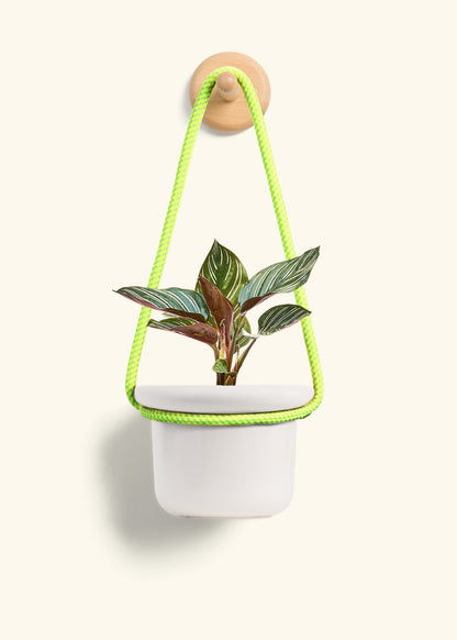 Calathea 'Pinstripe', Small