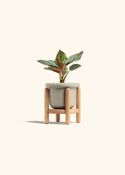 Pinstripe Calathea in a 4 inches Fat Lip Oat Planter in a Beech Wood Stand