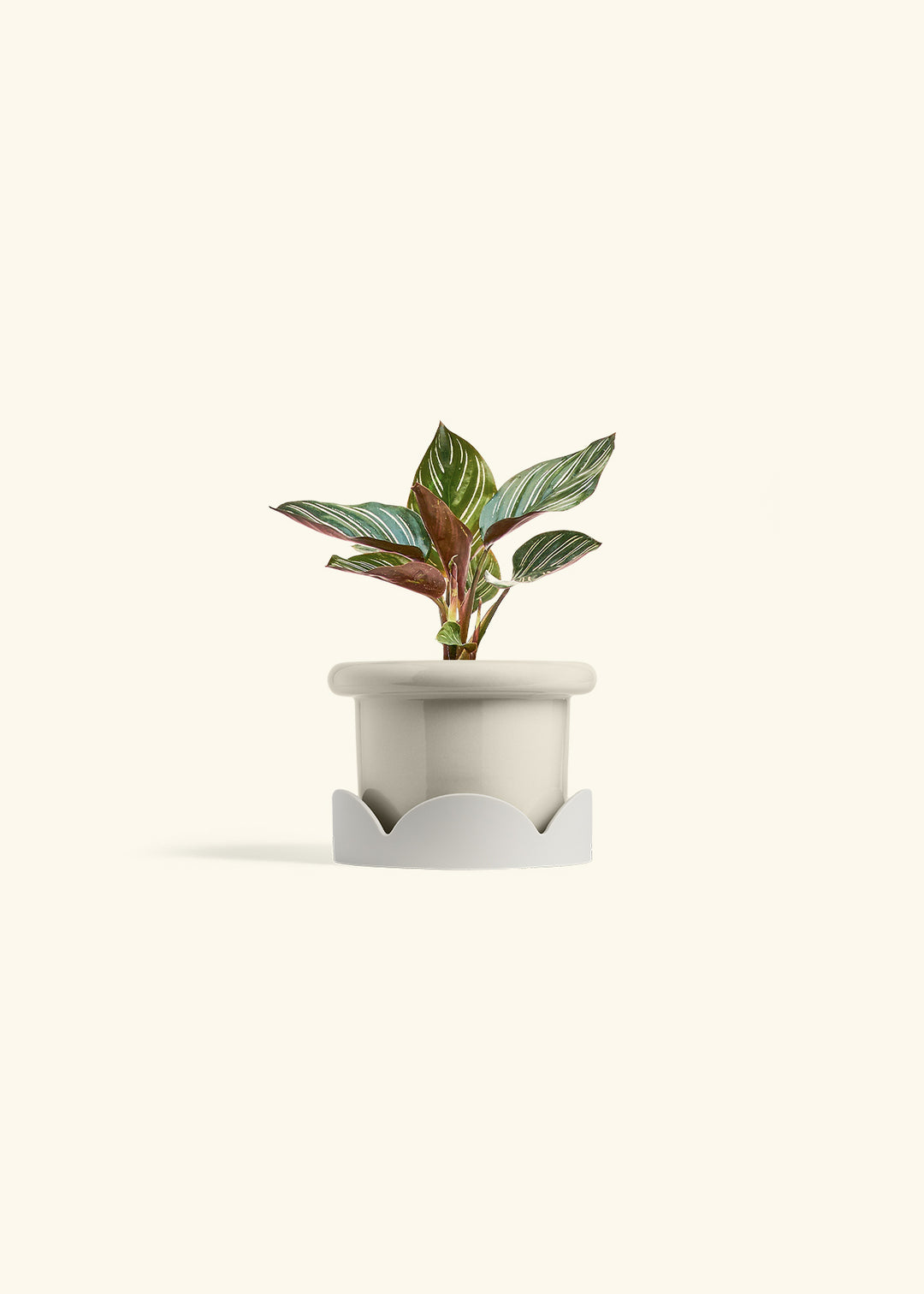 Pinstripe Calathea in a 4 inches Fat Lip Oat Planter in a Oat Petal Drip Tray