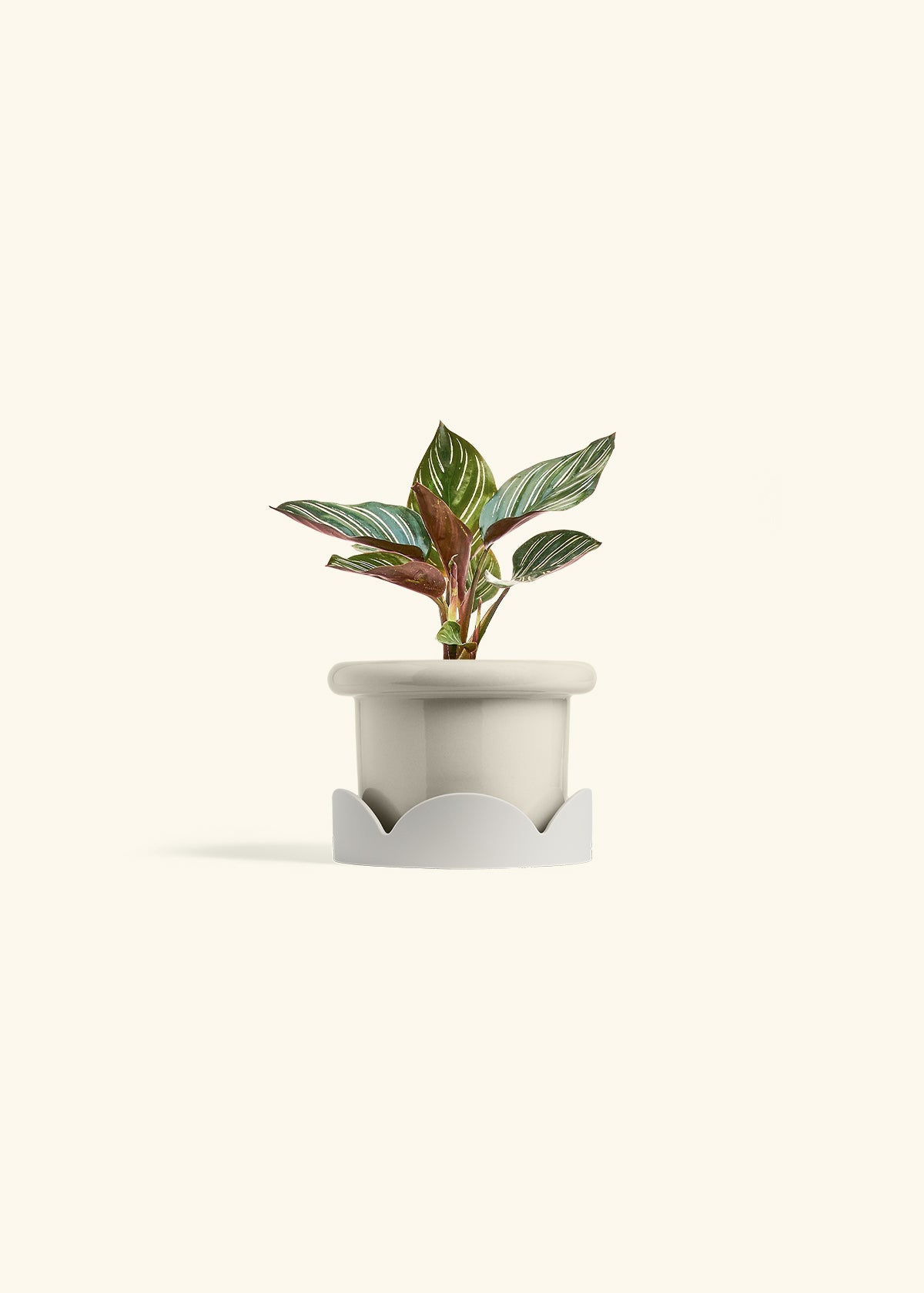 Pinstripe Calathea in a 4 inches Fat Lip Oat Planter in a Oat Petal Drip Tray
