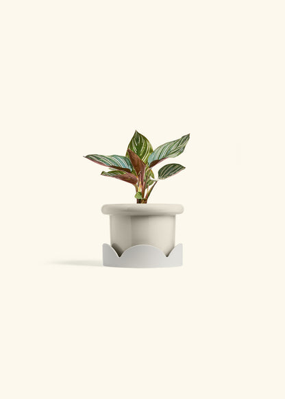 Pinstripe Calathea in a 4 inches Fat Lip Oat Planter in a Oat Petal Drip Tray