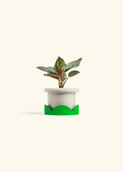 Pinstripe Calathea in a 4 inches Fat Lip Oat Planter in a Shamrock Petal Drip Tray