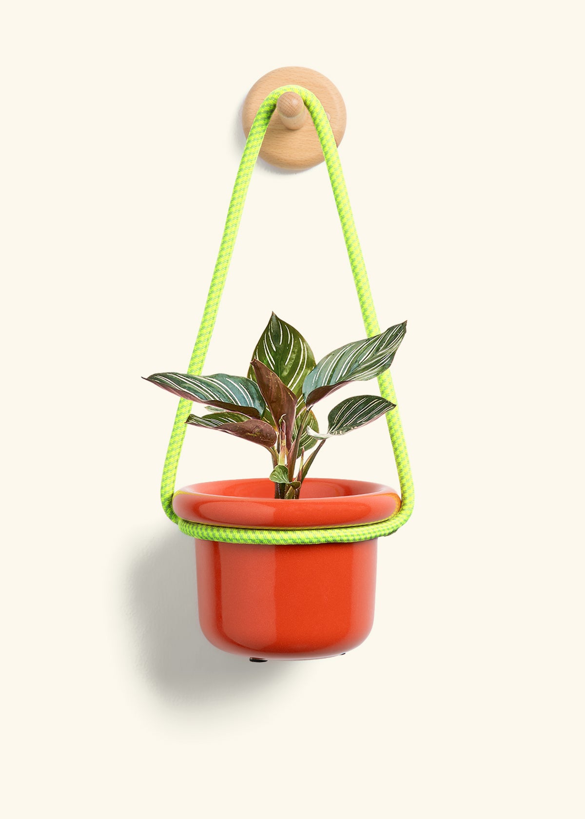 Calathea 'Pinstripe', Small