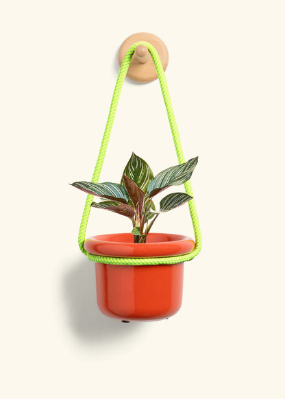 Calathea 'Pinstripe', Small