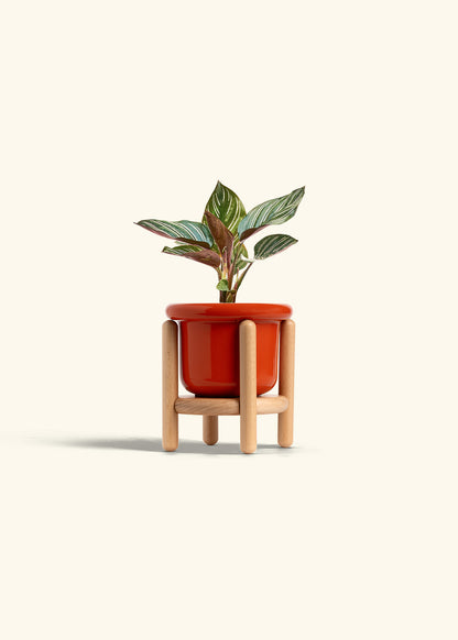 Pinstripe Calathea in a 4 inches Fat Lip Red Planter in a Beech Wood Stand