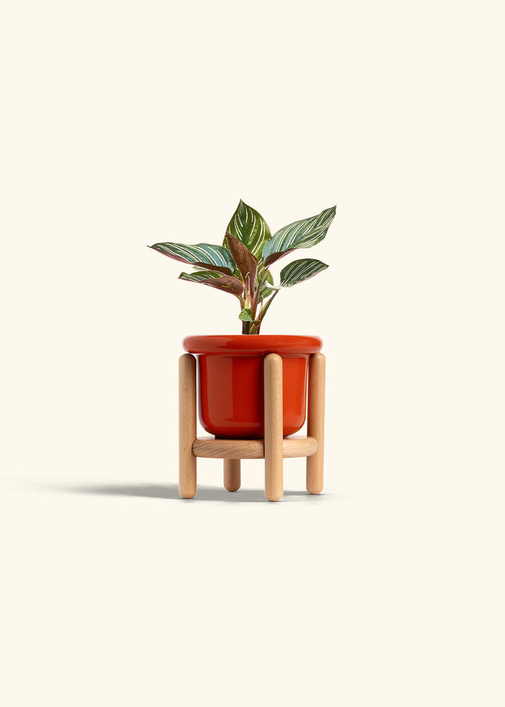 Pinstripe Calathea in a 4 inches Fat Lip Red Planter in a Beech Wood Stand