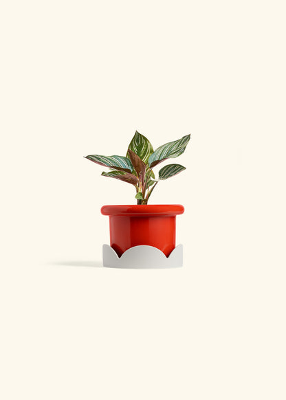 Pinstripe Calathea in a 4 inches Fat Lip Red Planter in a Oat Petal Drip Tray