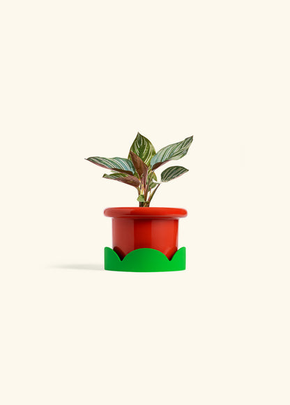 Pinstripe Calathea in a 4 inches Fat Lip Red Planter in a Shamrock Petal Drip Tray