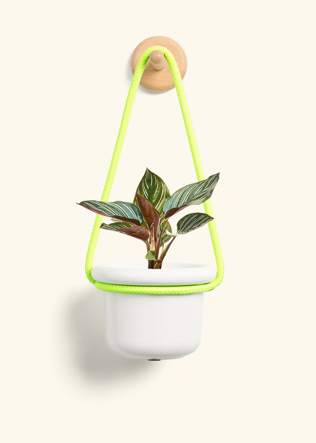 Calathea Pinstripe