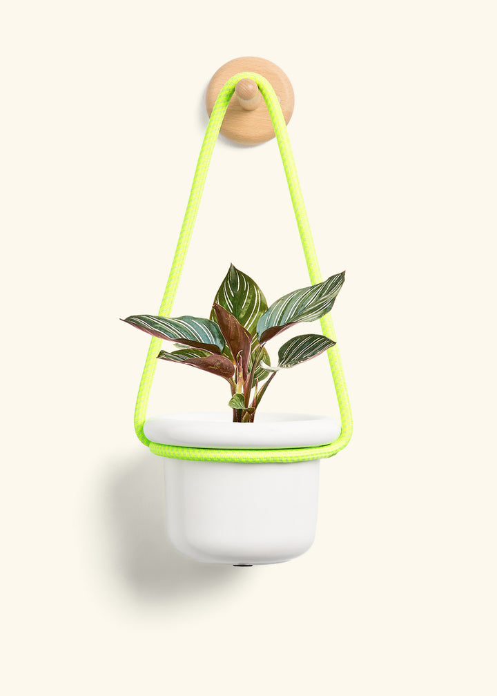 Calathea Pinstripe
