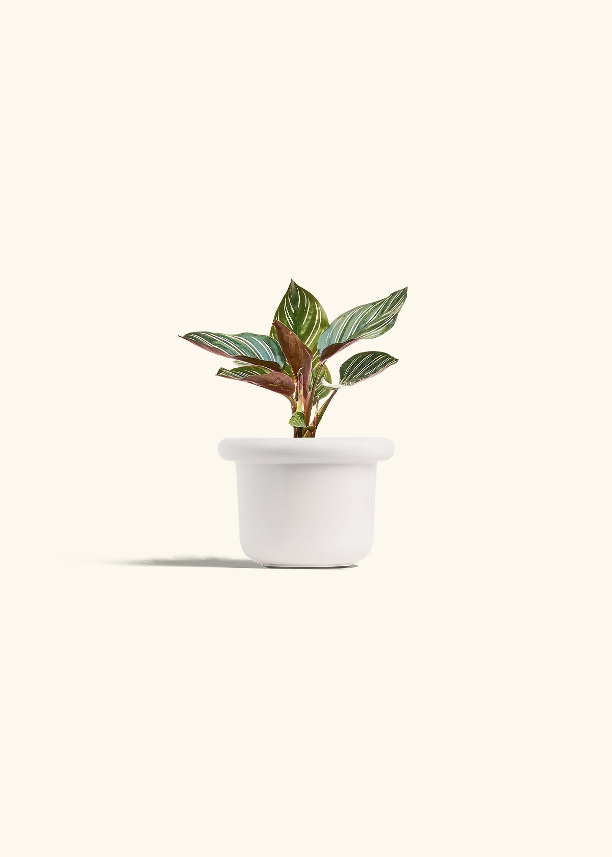 pin stripe prayer plant Calathea Pinstripe – Hey Rooted