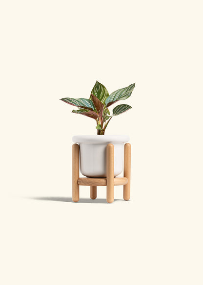 Pinstripe Calathea in a 4 inches Fat Lip White Planter in a Beech Wood Stand
