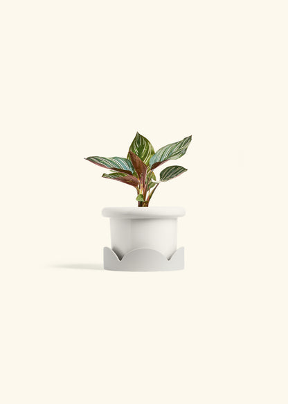 Pinstripe Calathea in a 4 inches Fat Lip White Planter in a Oat Petal Drip Tray