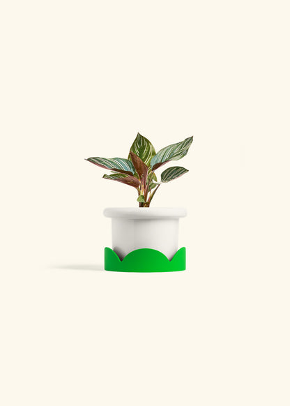 Pinstripe Calathea in a 4 inches Fat Lip White Planter in a Shamrock Petal Drip Tray