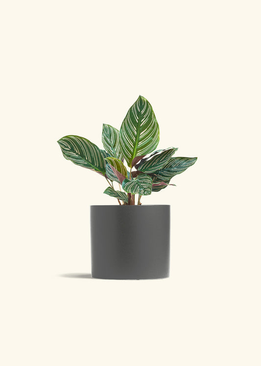 Calathea Pinstripe in a 6 inches Charcoal Classic Cylinder Planter 