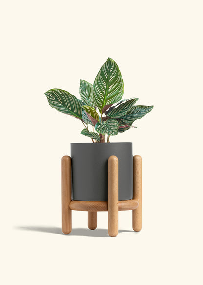 Calathea Pinstripe in a 6 inches Charcoal Classic Cylinder Planter in a Beech Wood Stand