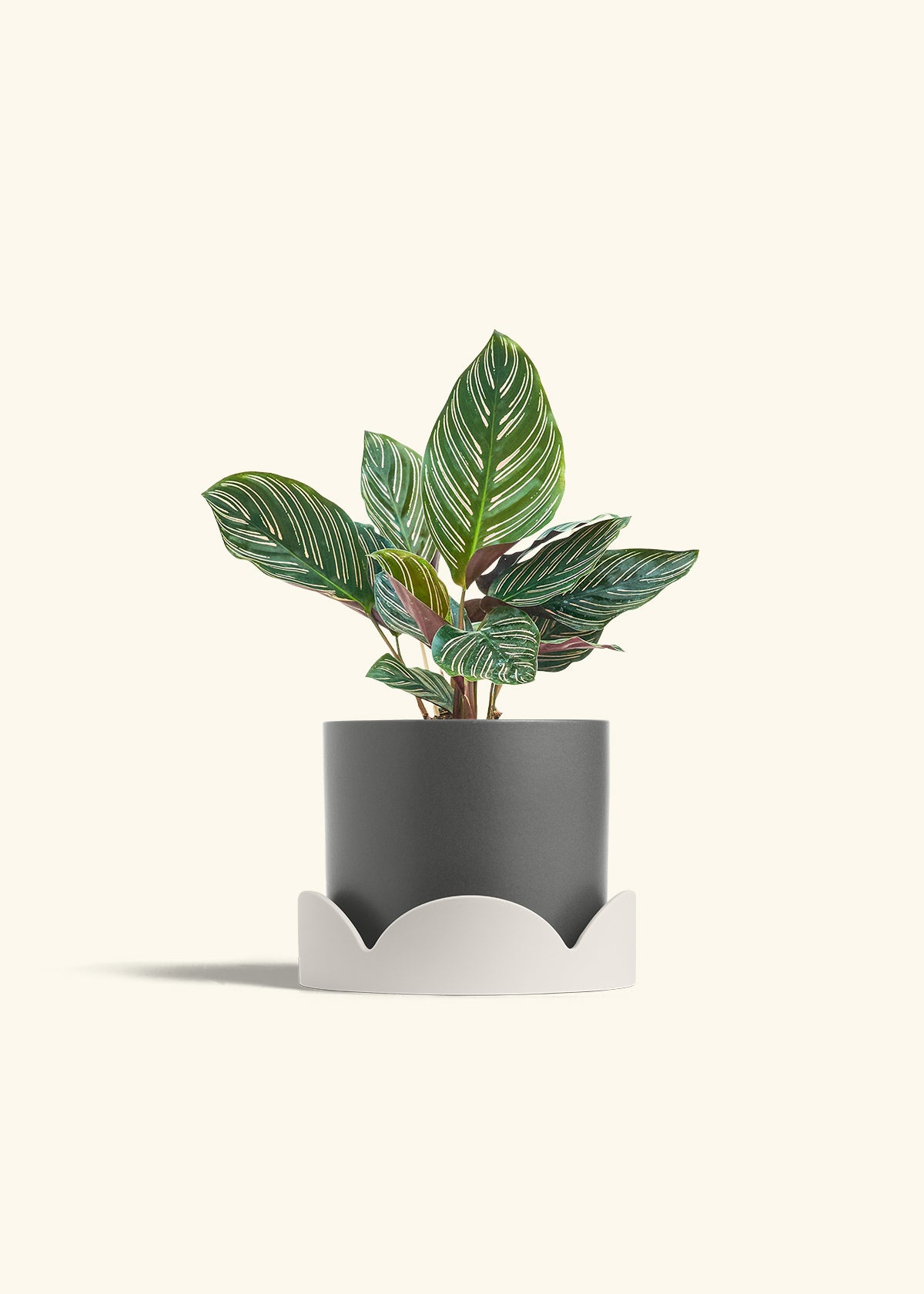 Calathea Pinstripe in a 6 inches Charcoal Classic Cylinder Planter in a Oat Petal Drip Tray