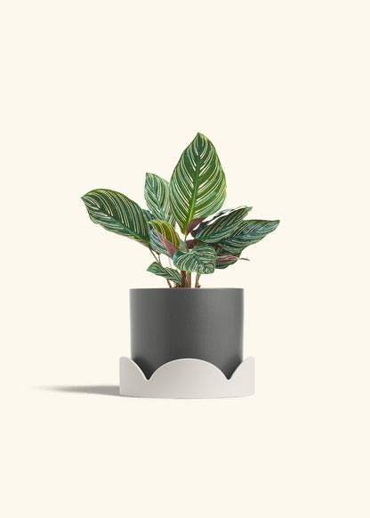 Calathea Pinstripe in a 6 inches Charcoal Classic Cylinder Planter in a Oat Petal Drip Tray