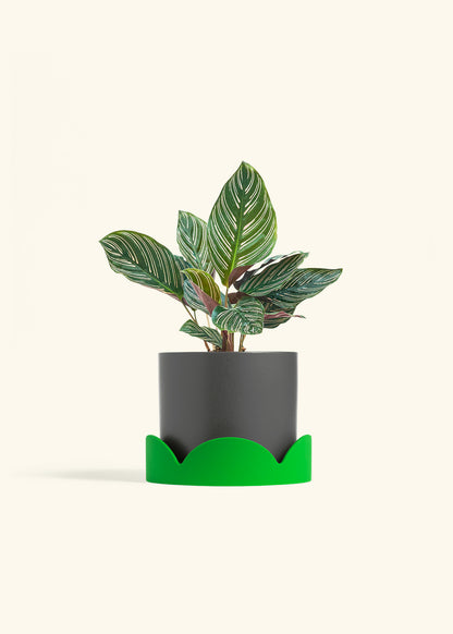 Calathea Pinstripe in a 6 inches Charcoal Classic Cylinder Planter in a Shamrock Petal Drip Tray