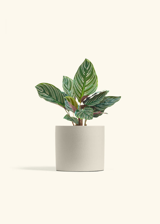 Calathea Pinstripe in a 6 inches Oat Classic Cylinder Planter 