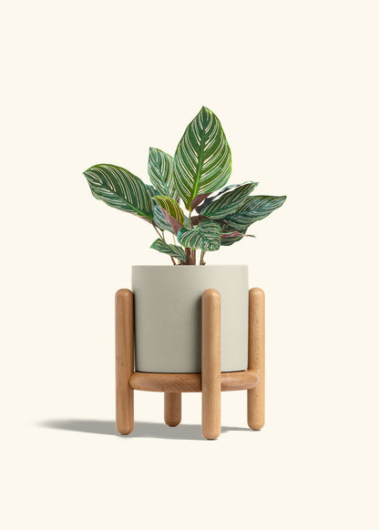 Calathea Pinstripe in a 6 inches Oat Classic Cylinder Planter in a Beech Wood Stand