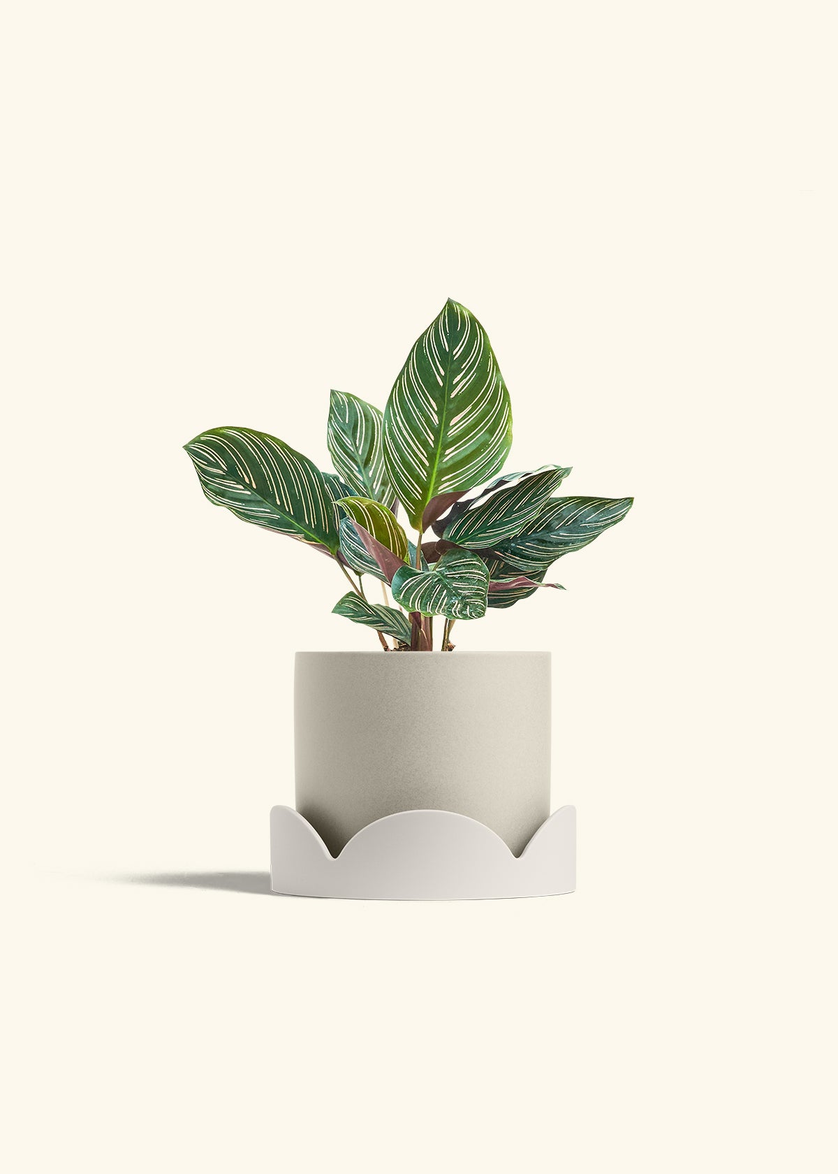 Calathea Pinstripe in a 6 inches Oat Classic Cylinder Planter in a Oat Petal Drip Tray